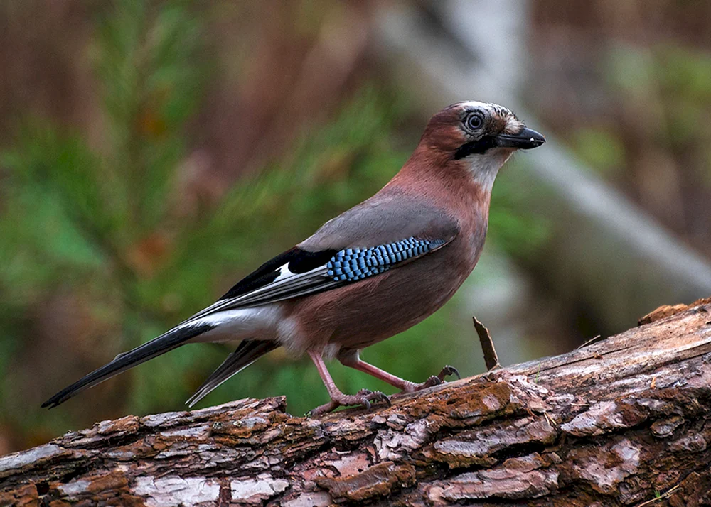 Waldvögel