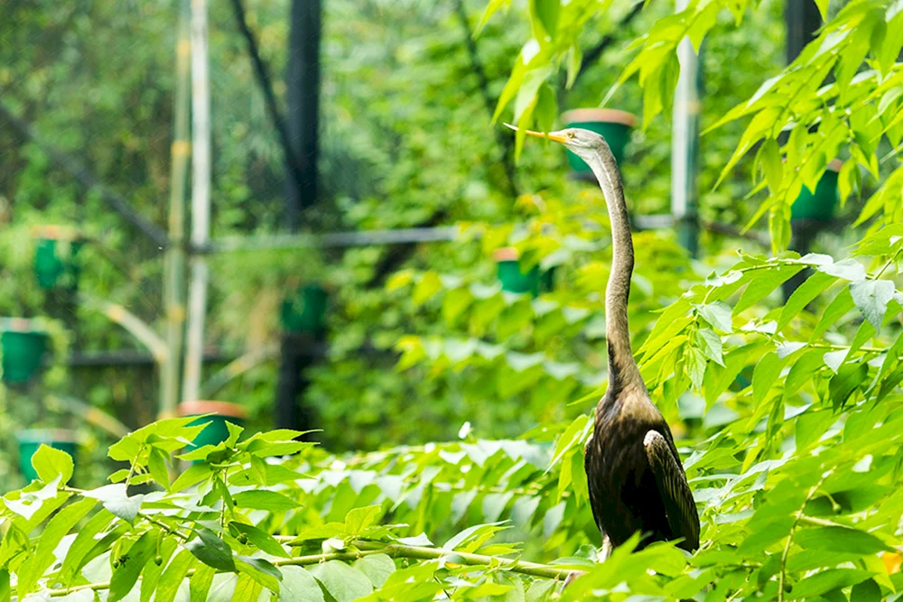 Selva-Ara-Papagei