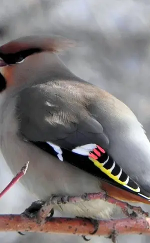 Vögel Udmurtiens Buchfink