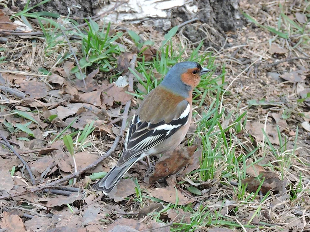 Vögel Udmurtiens Buchfink