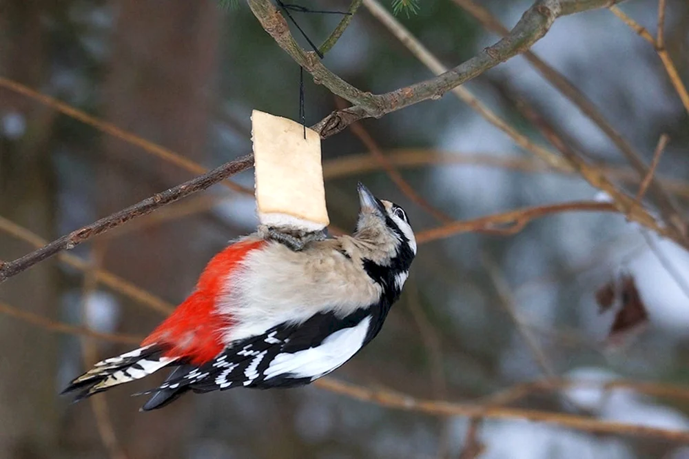 Wintervögel in Udmurtien