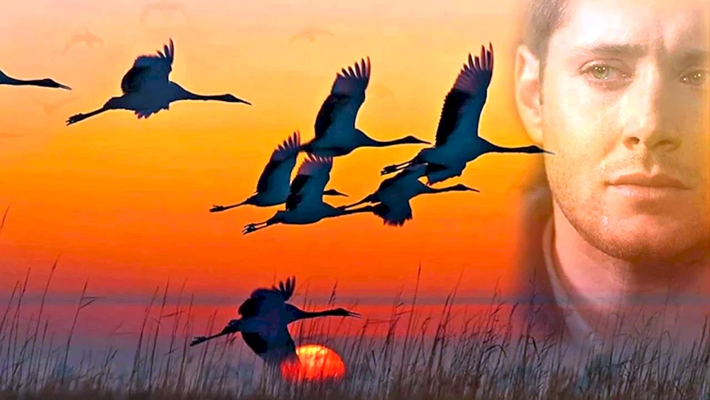Zugvögel Kranichkeil