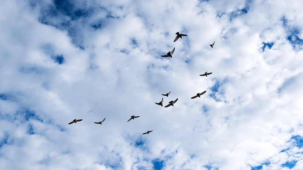 Vögel im blauen Himmel