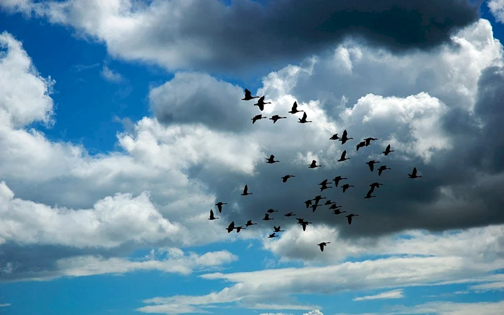Vögel am Himmel