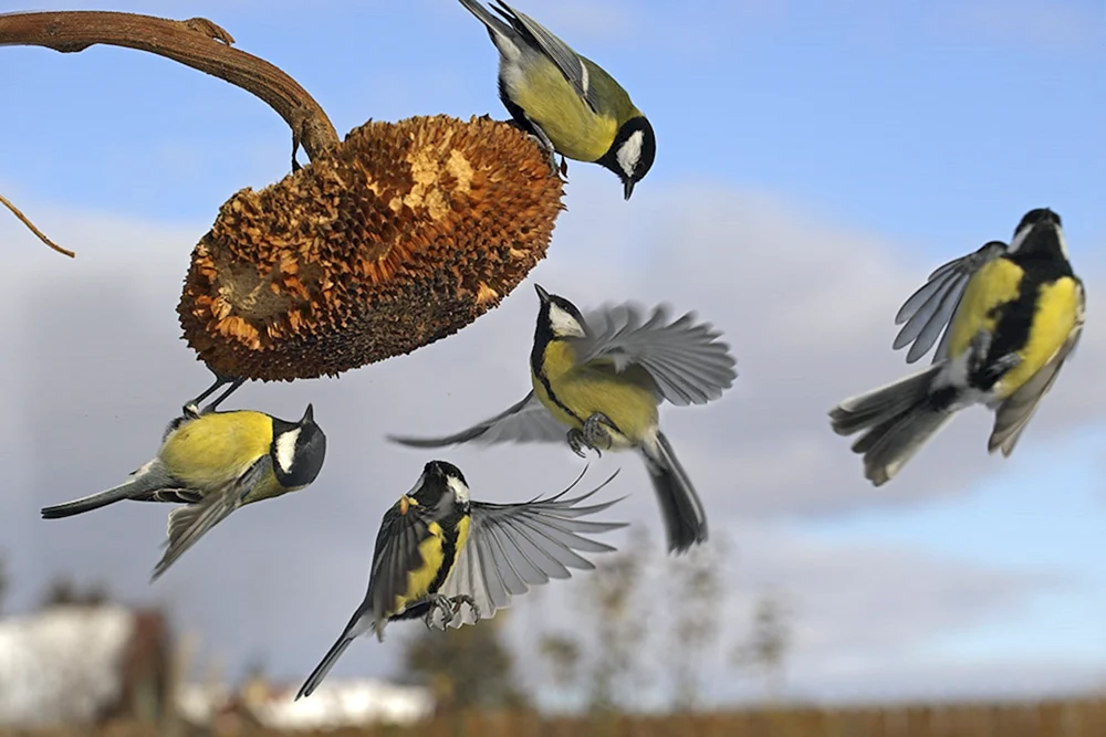 Vögel der Region Swerdlowsk Foto
