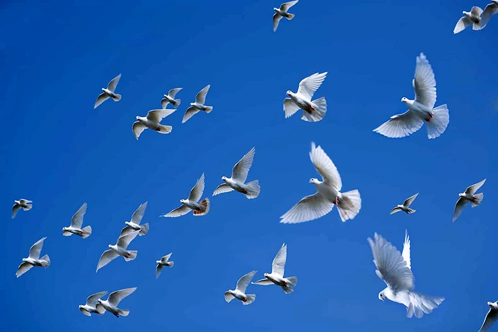 Vögel im blauen Himmel