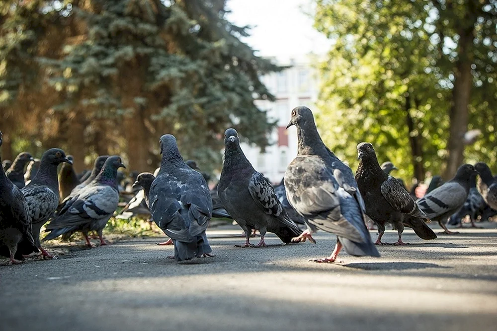 Vögel in der Stadt
