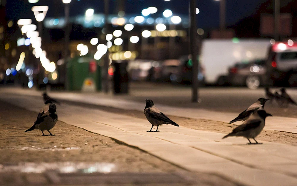 Vögel in der Stadt