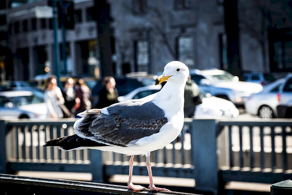 Grauer Fliegenschnäpper