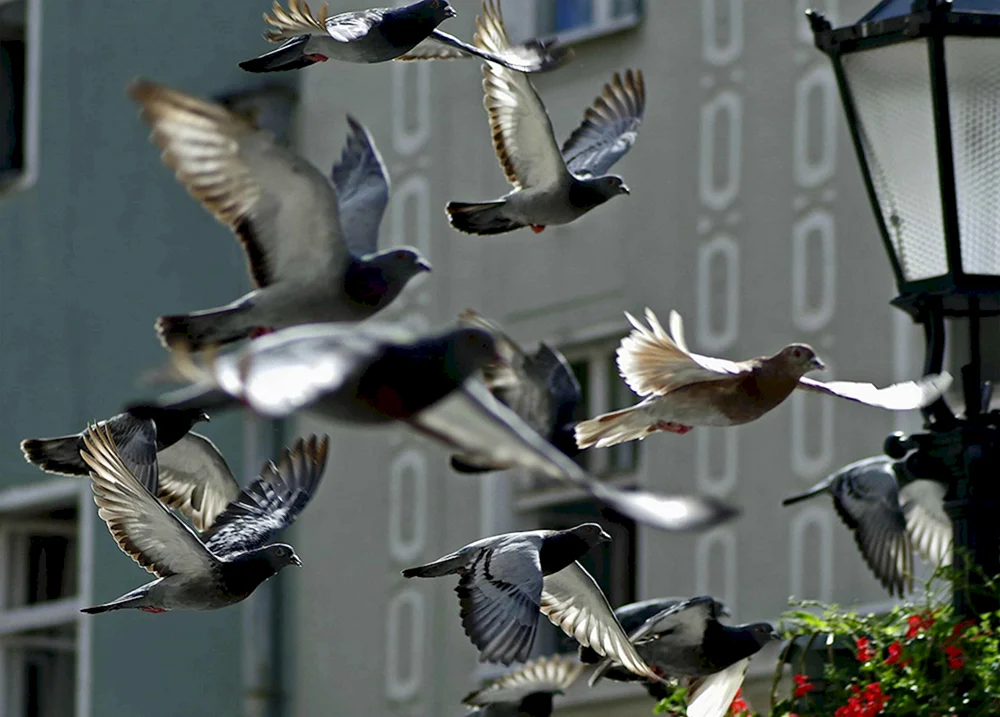 Storch Storchfütterung