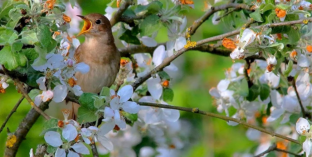 Frühlingsvögel