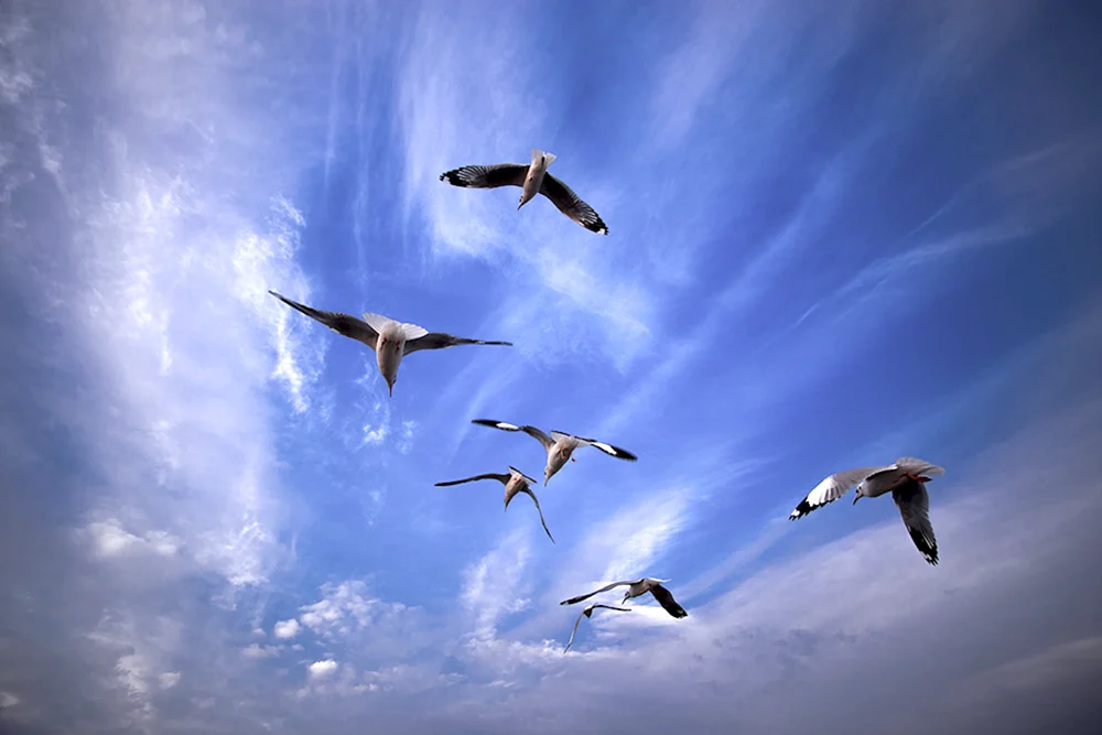 Vogel im Flug
