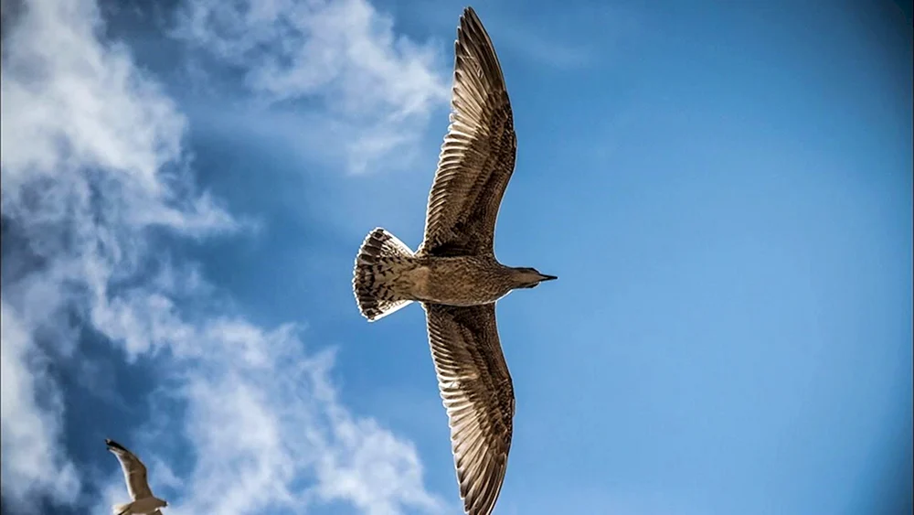 Schöne Vögel
