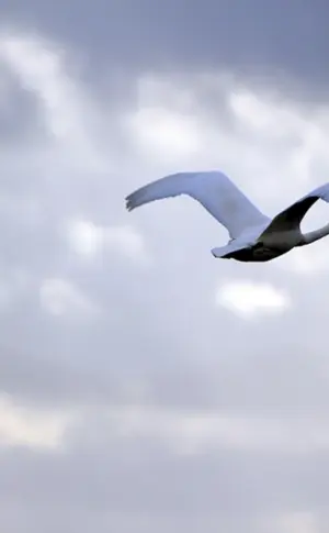 Vögel im Himmel