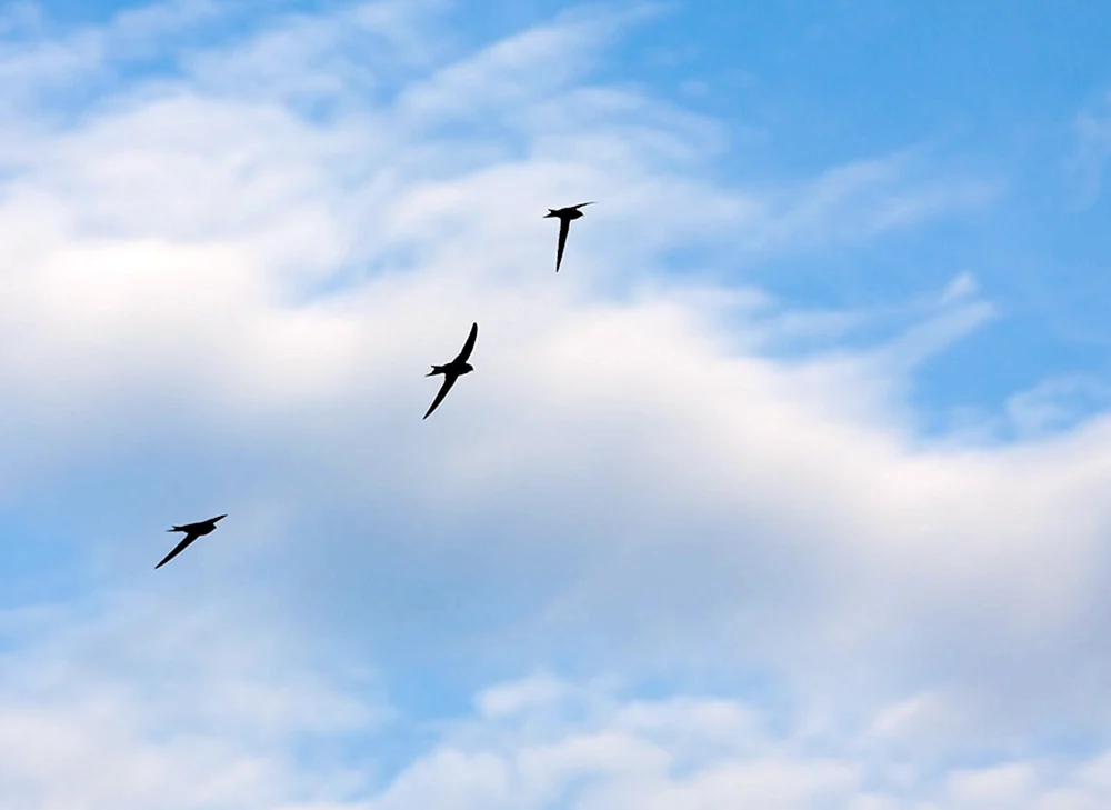 Vögel am Himmel