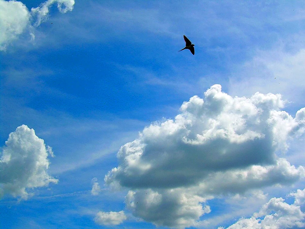 Segler am Himmel Vögel