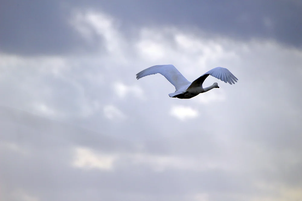 Schwäne fliegend im Schwan Schwäne fliegend