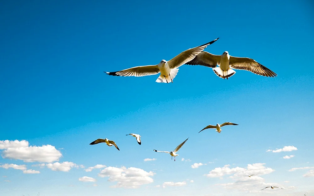 Vögel im Flug