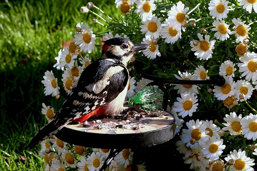 Blumen und Vögel