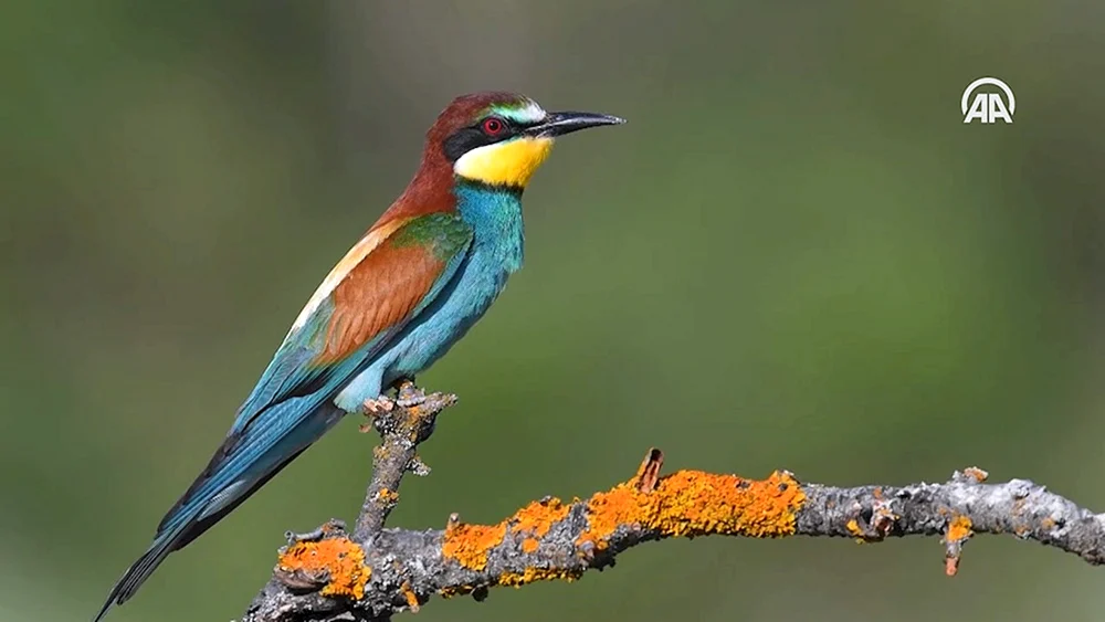 Vögel der Wolga-Achthubinsk-Aue