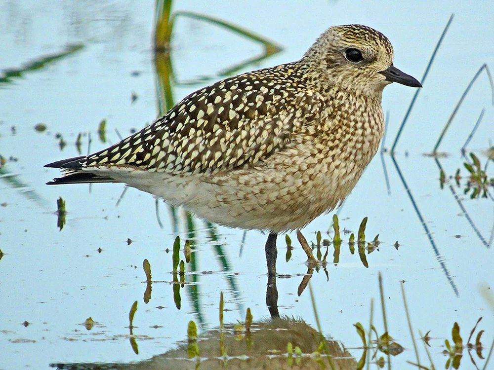 Vögel des Leningrader Gebiets