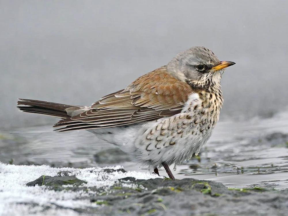 Vögel Westsibiriens