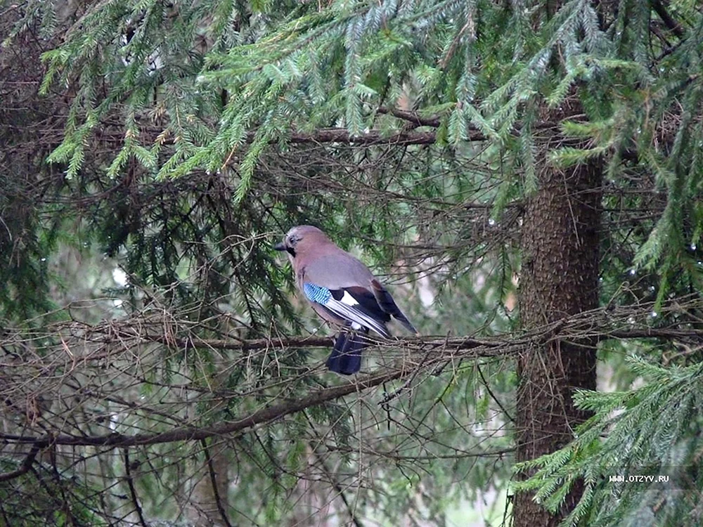 Vögel des Wsewoloschskij-Kreises des Leningrader Gebiets