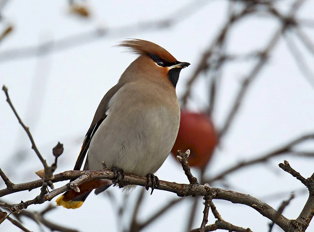 Zwergschnäpper Vogel