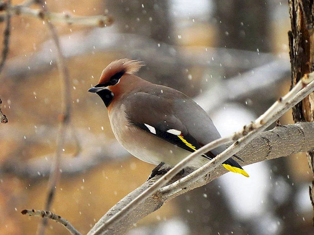 Rhybinch turdus pilaris