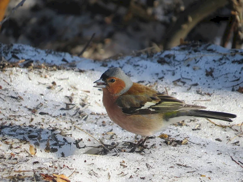 Carpodacus roseus