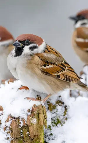 Vögel im Winter