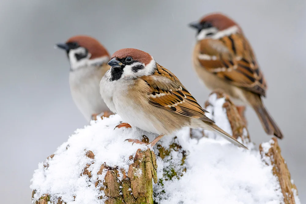 Vögel im Winter