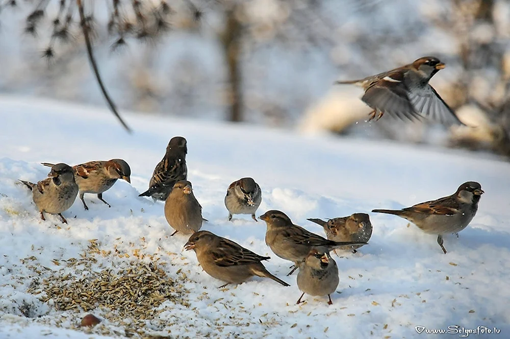 Wintervögel