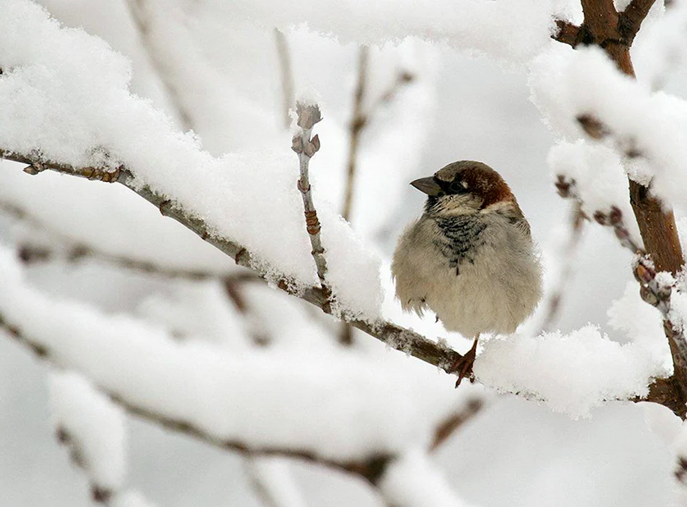 Haussperling im Winter
