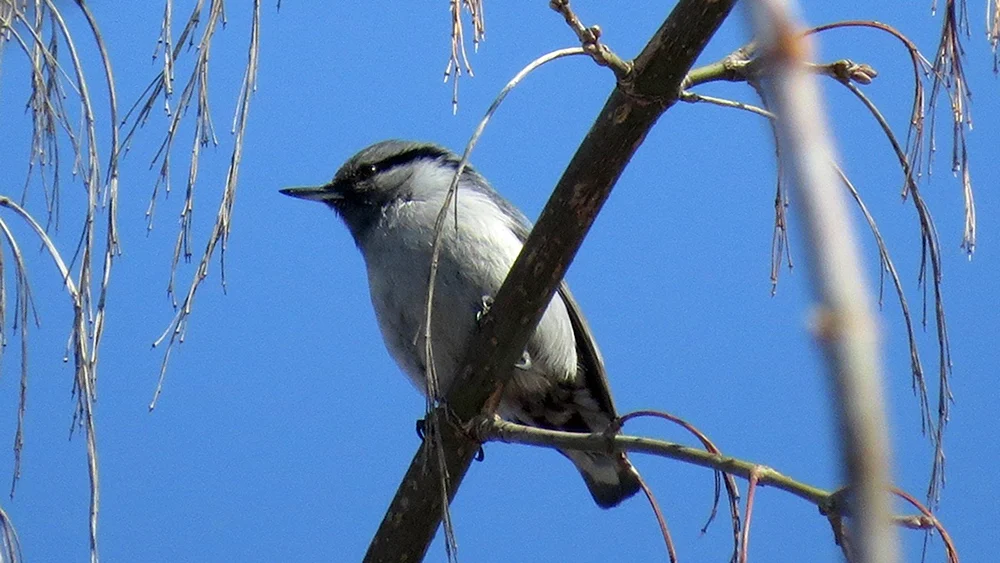 Vögel des Altai-Gebirges
