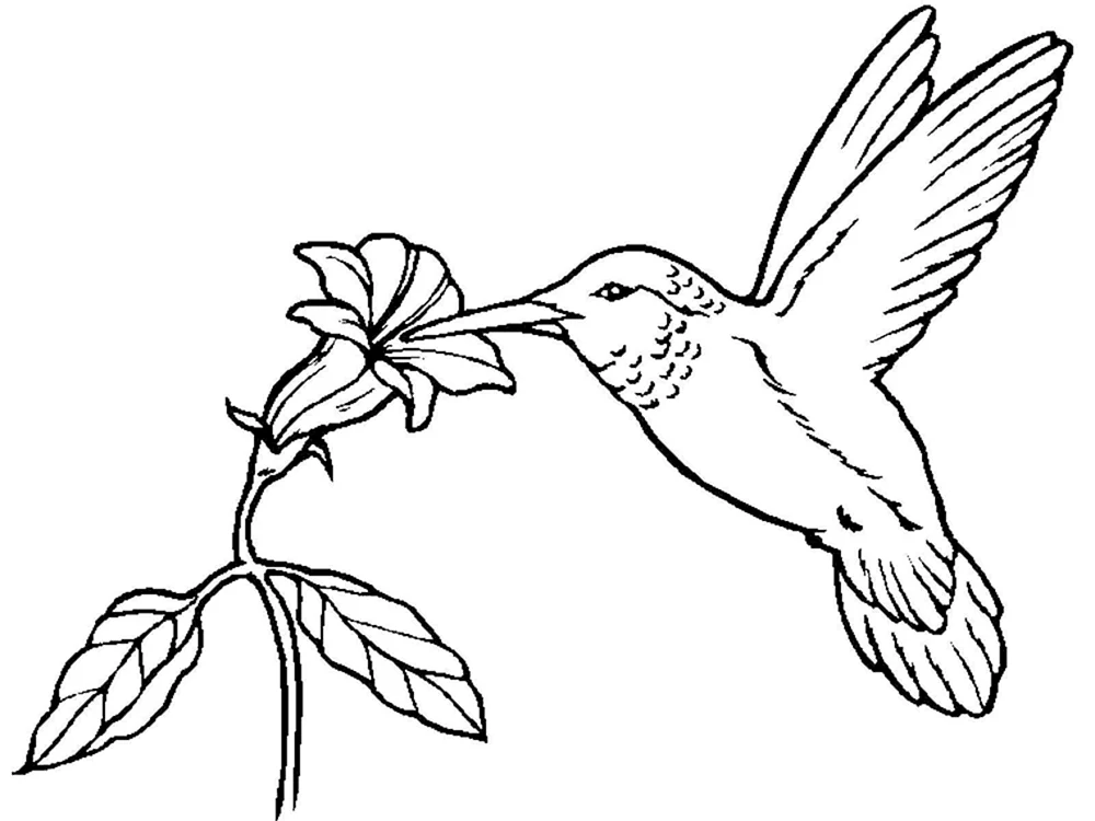 Eric Shepherd Vögel
