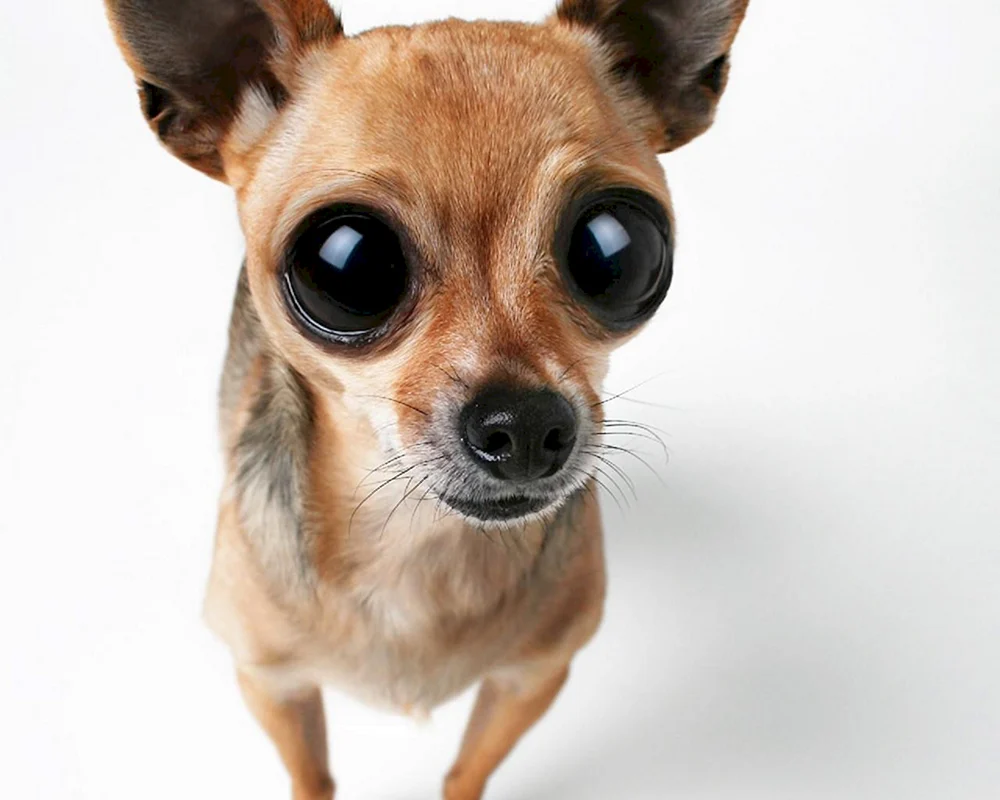 Mops Augen Hund Chihuahua