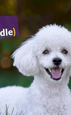 Bichon Pudel