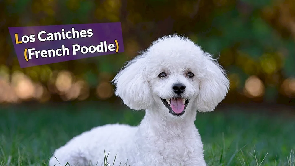Bichon Pudel