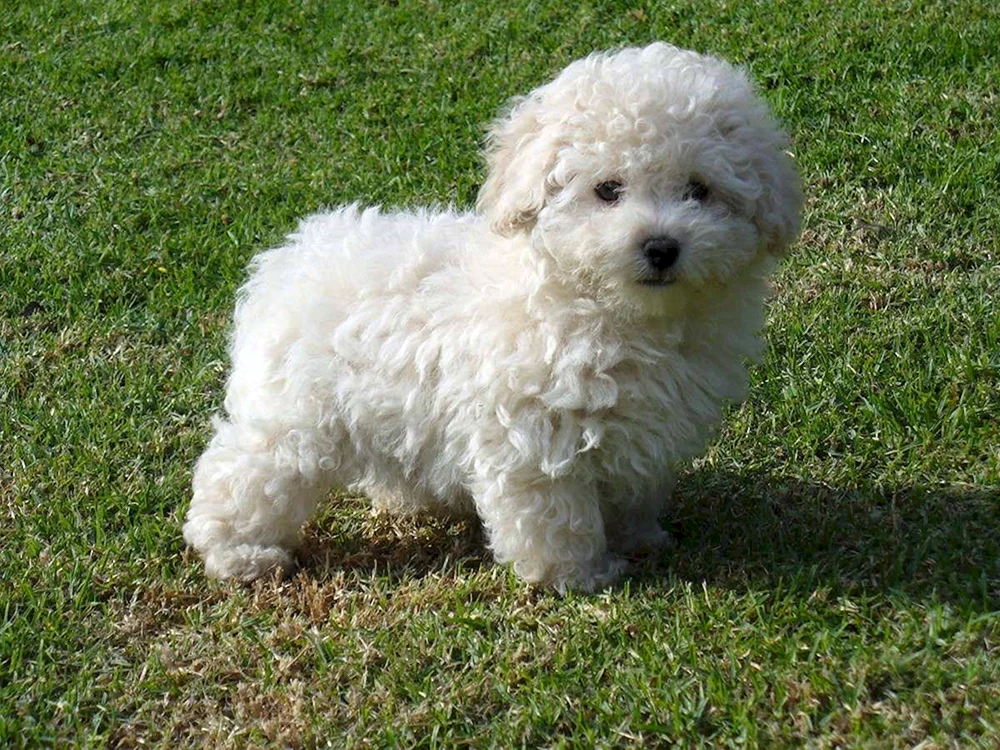 Zwergpudel. Maltipoo Pudel