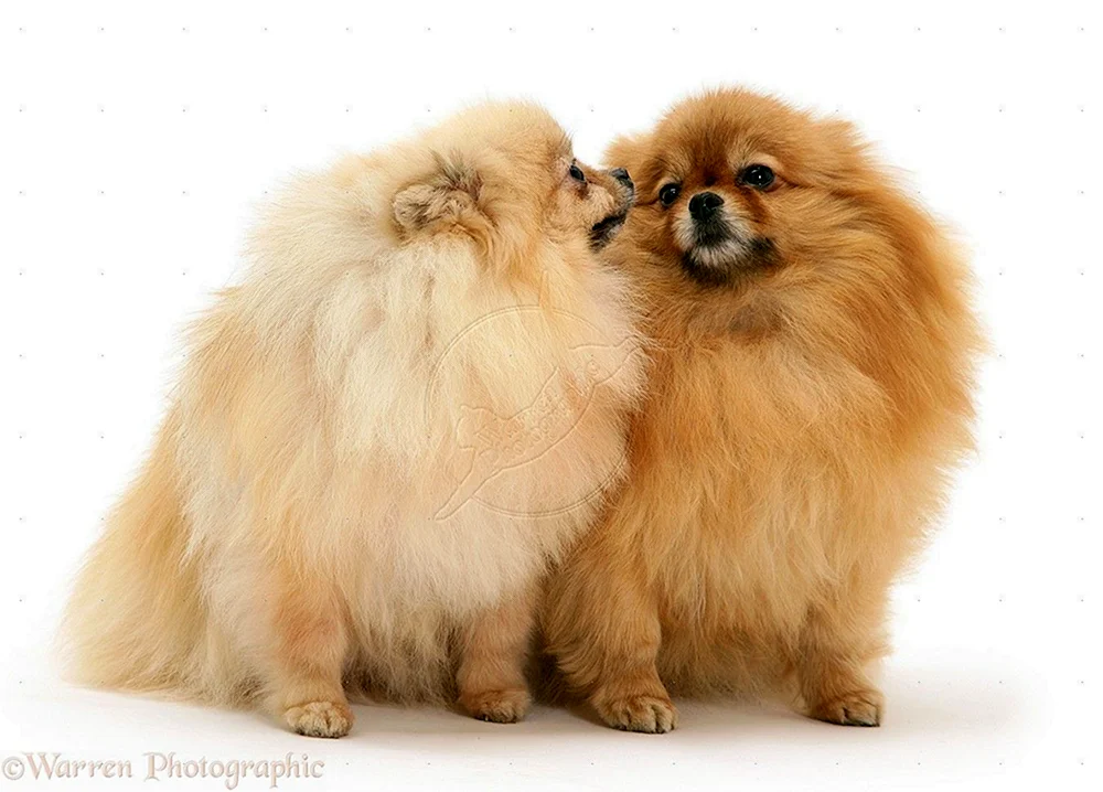 Dackel und Pekinese Pomeranian Pekinese