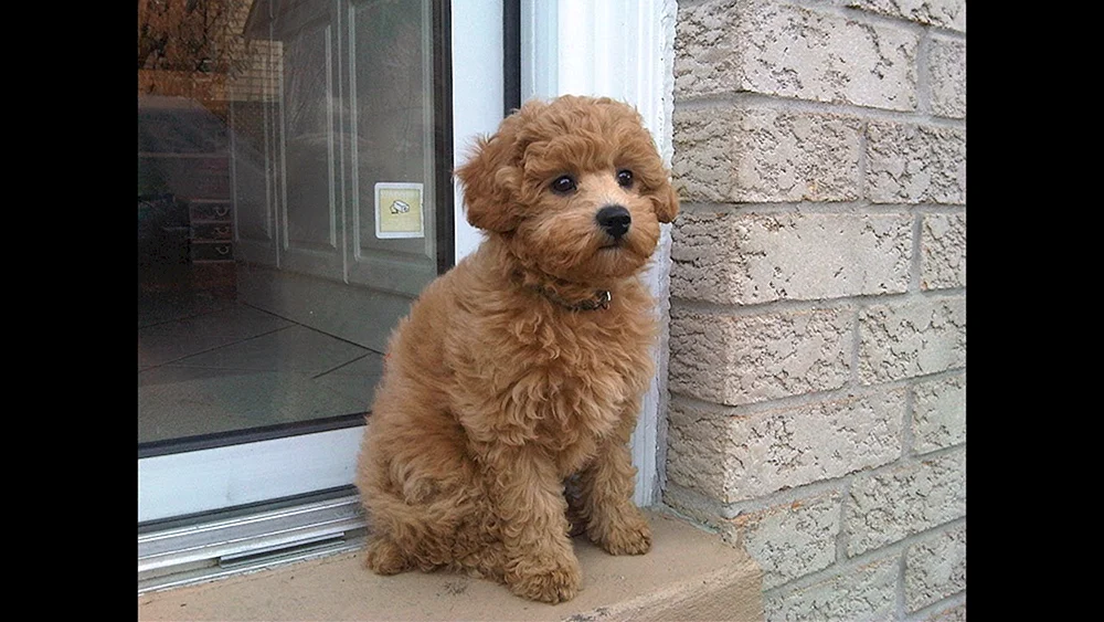Cockapoo Cavapoo Hund