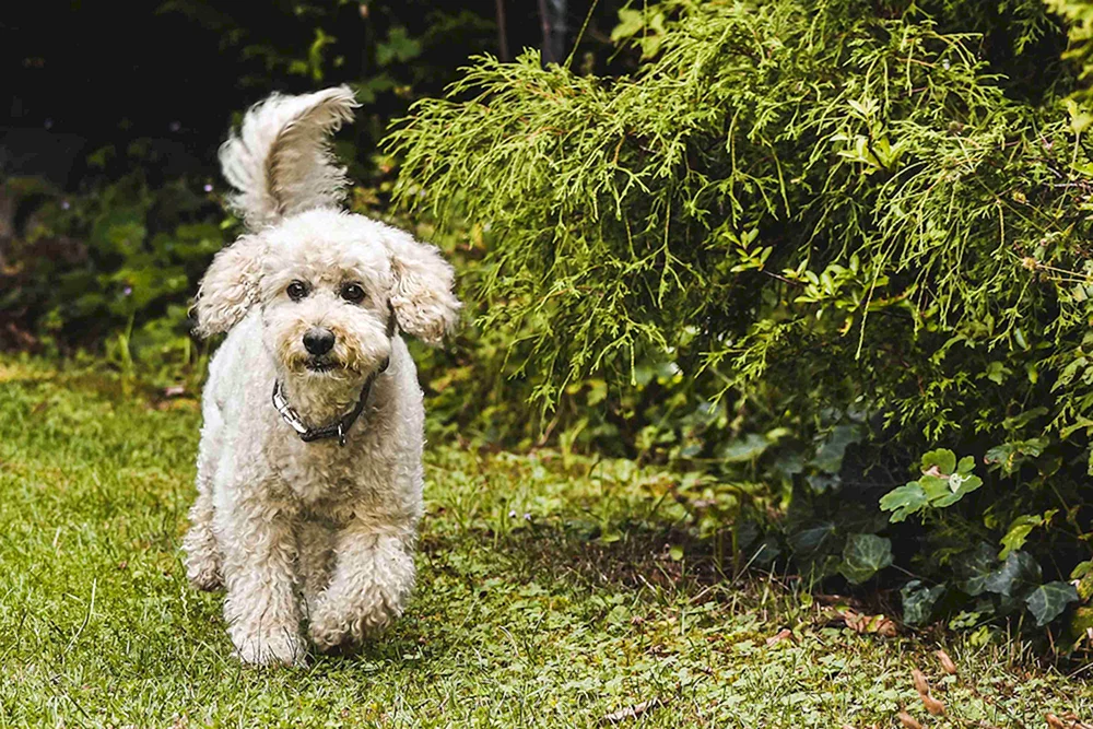 Zwergpudelhund