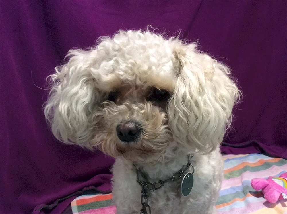 Maltipoo Pudel