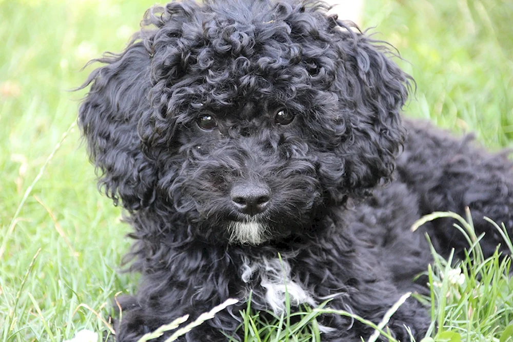 Maltipoo Pudel schwarz