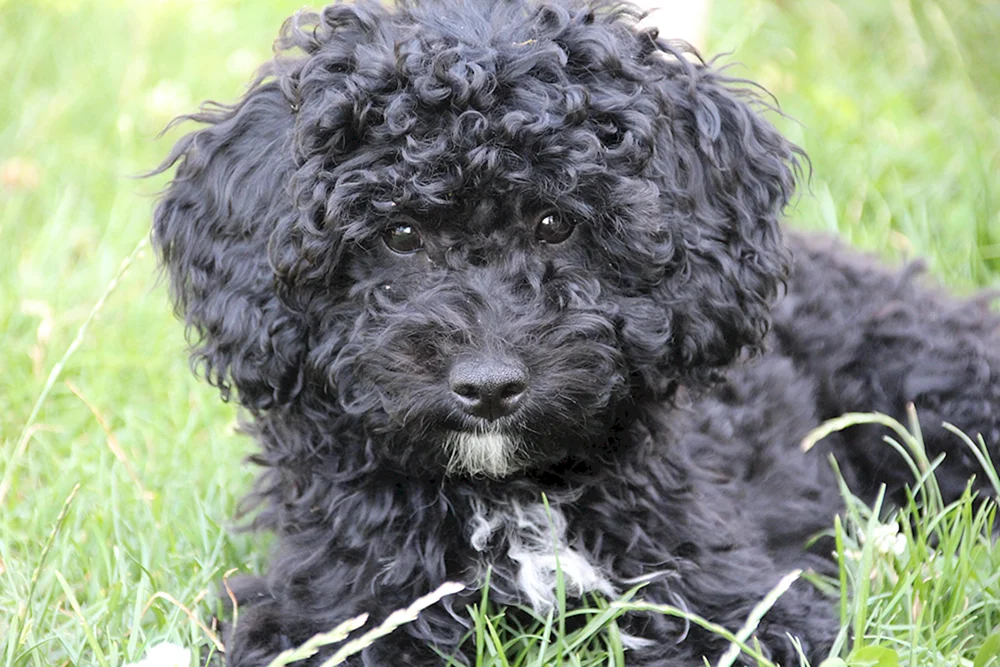 Zwergpudel Königspudel schwarz Zwergpudel schwarz Zwergpudel schwarz Zwergpudel schwarz Zwergpudel schwarz Zwergpudel maltipoo Zwergpudel Zwergpudel Zwergpudel schwarz Zwergpudel schwarz Zwergpudel schwarz Zwergpudel schwarz Pudel schwarz