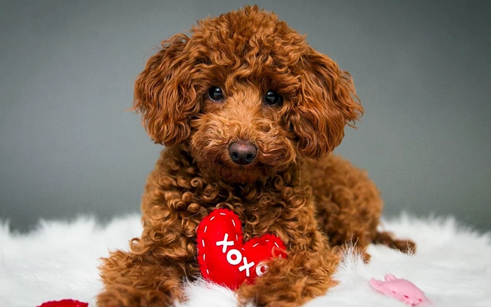 Maltipoo Pudel rot
