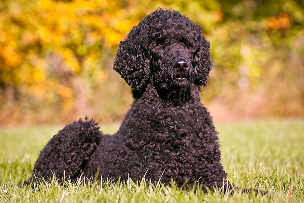 Zwergpudel Maltipoo