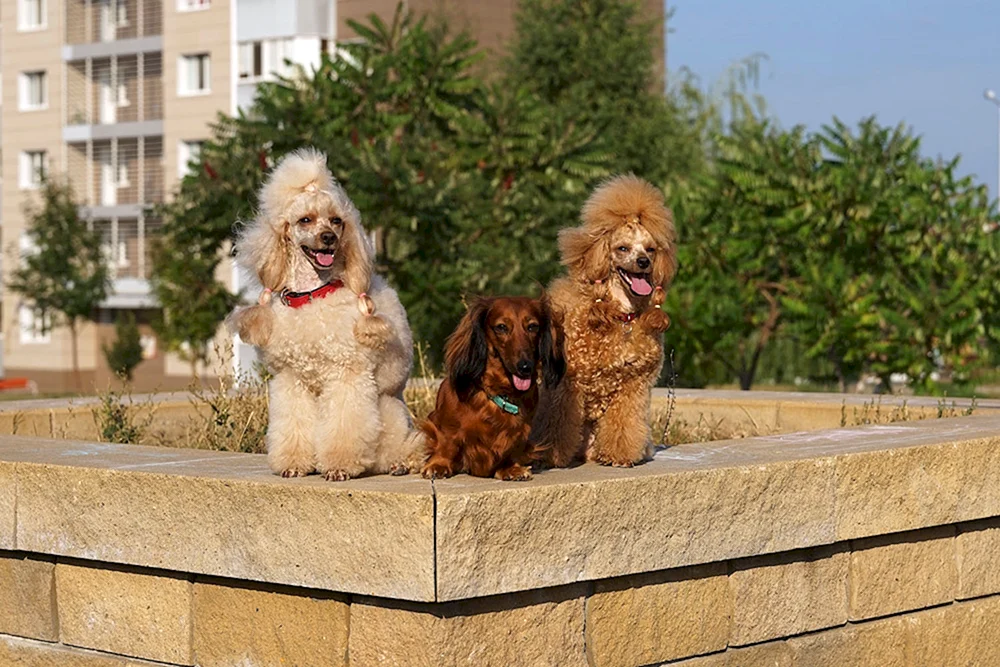 Yorkipoo Hund Rasse