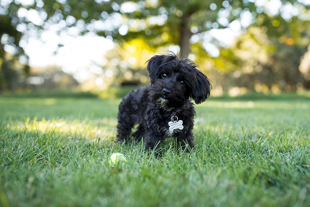 Pudel. Terrier